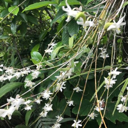 Dendrobium crumenatum