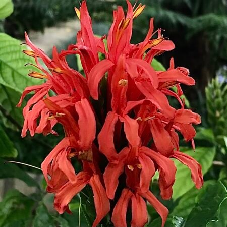 Pachystachys coccinea